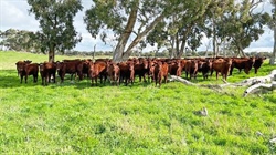 Offers of more than $9.5m asked for blue ribbon Lucindale mixed farm