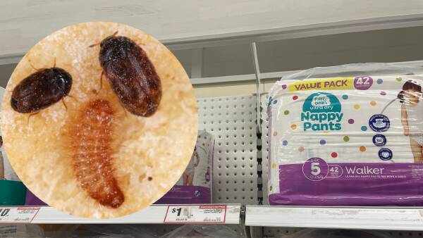 Tired parents put on biosecurity frontline: is the message being delivered?