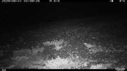 Near-mythical bird, vanished for a century, snapped by outback trail camera