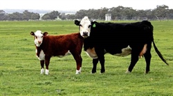 Premier grazing property on offer in SA after long family ownership