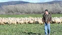 Security with a side of efficiency: farmer's unexpected use for CCTV system