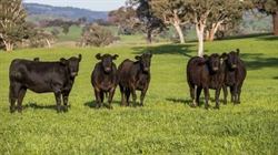 Versatile blue-chip Central Tablelands asset for 800 breeders | Video