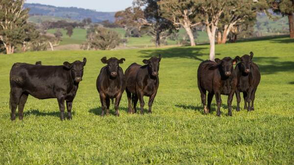 Versatile blue-chip Central Tablelands asset for 800 breeders | Video