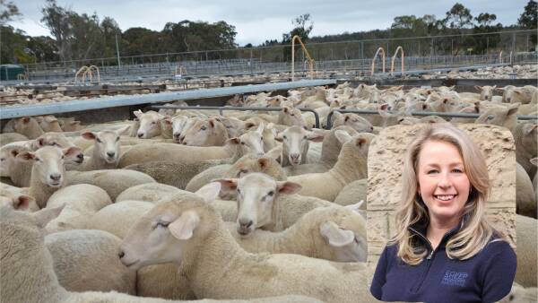 Peak body's plan to unify sheepmeat and wool in 'unprecedented' strategy
