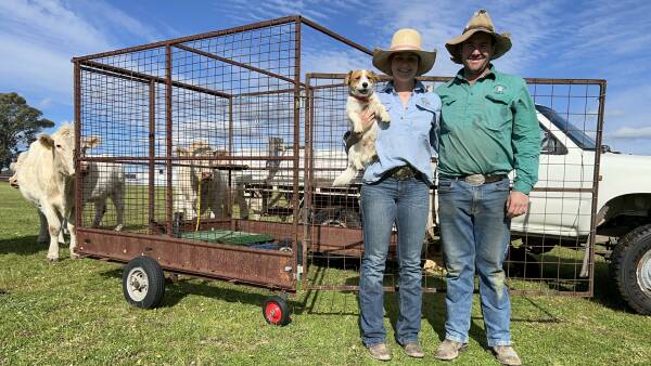 Calf catcher: how a farmer's backyard invention is improving farm safety