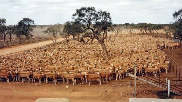 Rebuilding an empire, cattle giant outlines plan for 60,000 sheep at Rawlinna