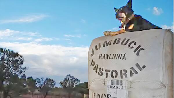 Deal is done as WA approves sheep station's sale to UK-owned cattle company