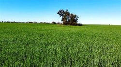 Buyer pays $6.4m for Mallee cropping land, despite not getting this year's crop