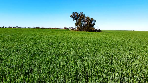 Buyer pays $6.4m for Mallee cropping land, despite not getting this year's crop