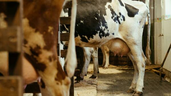 Mastalone reaffirmation a win for the Australian dairy industry